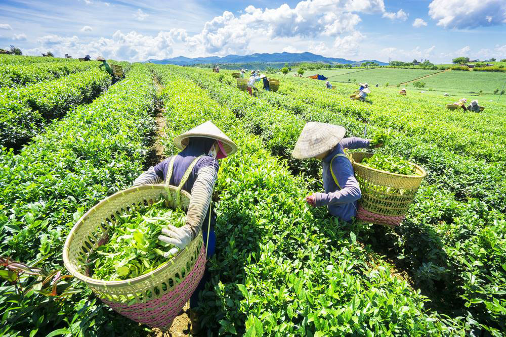 Fabrique de thé vert | Vietnam Voyage