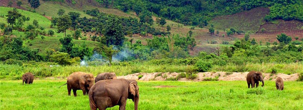 Découvrir la vallée des éléphants