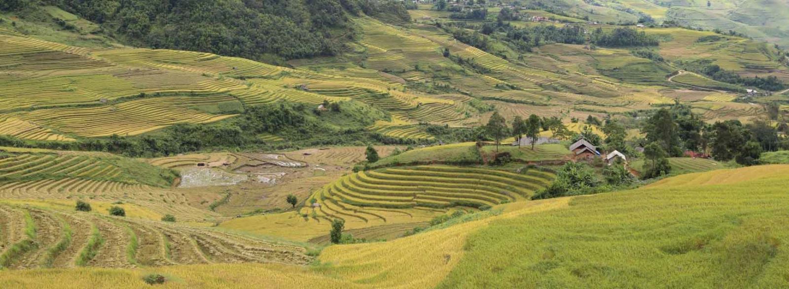 la réserve naturelle de Pu Luong offre de superbes paysages de rizières en terrasses